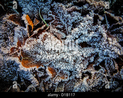 Foglie di autunno sparsi sul pavimento e congelate in un tempo di notte frost Foto Stock