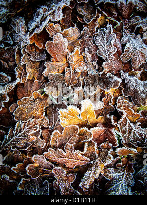 Foglie di autunno sparsi sul pavimento e congelate in un tempo di notte frost Foto Stock