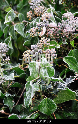 Trasformata per forte gradiente bianco gelo su ivy bacche (Hedera helix) un fiocco di alimentazione invernale per gli uccelli selvatici in Reading, Berkshire, Inghilterra, Regno Unito Foto Stock