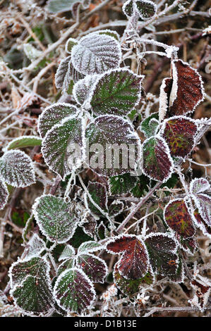 Reading, Berkshire, Regno Unito 13 dicembre 2012. Trasformata per forte gradiente frost bordo lascia blackberry e rendere rovi, i giardinieri maledizione, aspetto attraente e christmassy. Foto Stock