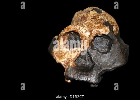 Australopithecus boisei, Femmina KNM ER 732 Foto Stock