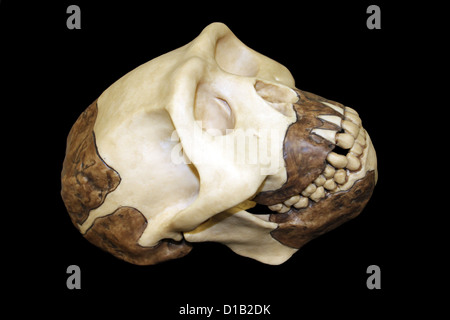 Cranio di replica di Java uomo Homo erectus Foto Stock