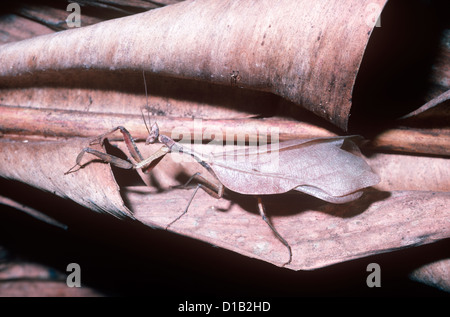 Sud Americana di foglia morta Mantis (Acanthops falcataria: Acanthopidae) maschio nella foresta pluviale del Brasile Foto Stock