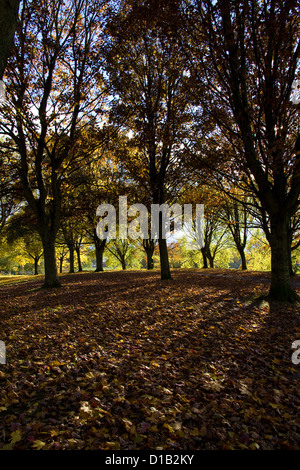 Il sole splende attraverso gli alberi di autunno casting lunghe ombre sulla foglia di terreno disseminato Foto Stock