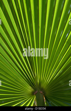 Vista ravvicinata di una ventola palm in Florida, Stati Uniti d'America. Foto Stock