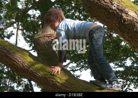 Sei anni vecchio ragazzo di arrampicata in rami della caduta di una quercia, UK. Settembre. Foto Stock