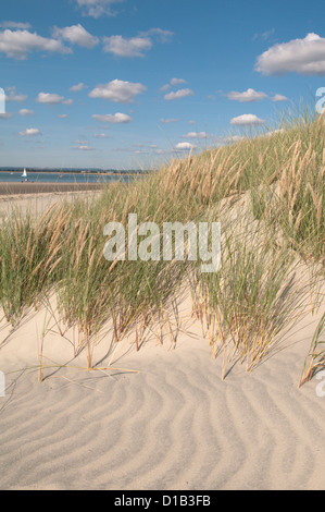 Testata est, West Wittering, West Sussex, Regno Unito. Marram grass (Ammophila arenaria) sulle dune di sabbia. Settembre. Porto di Chichester. Foto Stock