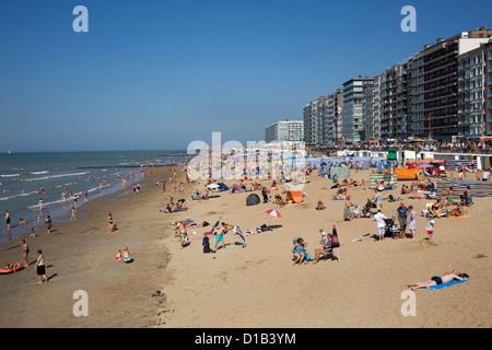 Lucertole da mare in estate a prendere il sole alle spalle di frangiventi sulla spiaggia lungo la costa del Mare del Nord in Belgio località balneare, Belgio Foto Stock