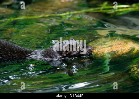 American visoni (Neovison vison / Mustela vison), mustelid originaria del Nord America nuotare nel fiume Foto Stock