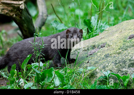 American visoni (Neovison vison / Mustela vison), mustelid originaria del Nord America sulla banca del fiume Foto Stock