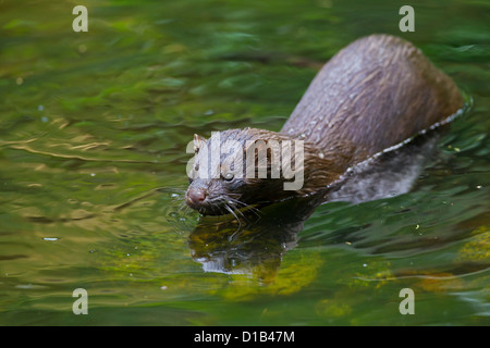 American visoni (Neovison vison / Mustela vison), mustelid originaria del Nord America nuoto lungo la riva del fiume Foto Stock