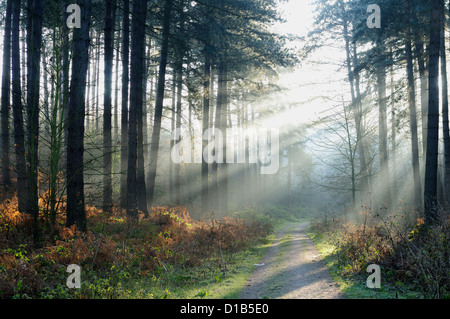 La Foresta di Sherwood,Nottinghamshire.il sole d'inverno si rompe attraverso i pini. Foto Stock