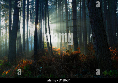 La Foresta di Sherwood,Nottinghamshire.il sole d'inverno si rompe attraverso i pini. Foto Stock