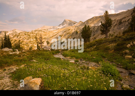 Fiori Selvatici lungo una piccola insenatura sul lato del Minam Lago Trail con Eagle Cap nella distanza nella Eagle Cap deserto Foto Stock
