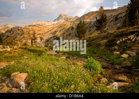 Fiori Selvatici lungo una piccola insenatura sul lato del Minam Lago Trail con Eagle Cap nella distanza nella Eagle Cap deserto. Foto Stock