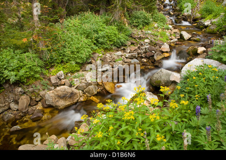 OREGON - piccola insenatura lungo il ghiacciaio Pass Trail nel cappuccio Eagle Wilderness area del Wallowa-Whitman National Forest. Foto Stock