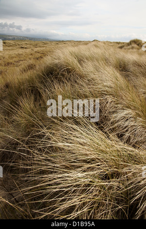 Ammophila arenaria una specie di erba anche noto marram europea erba e beachgrass sulla spiaggia Harlech SSSI nel Galles del Nord Foto Stock