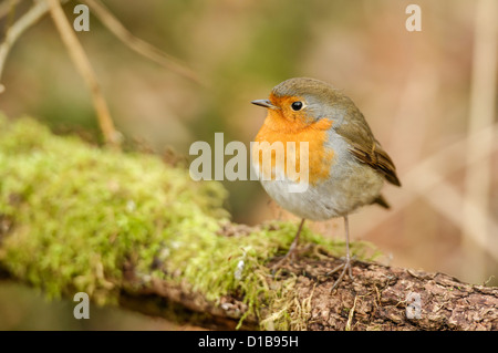 Un Robin in piedi su un ramo Foto Stock