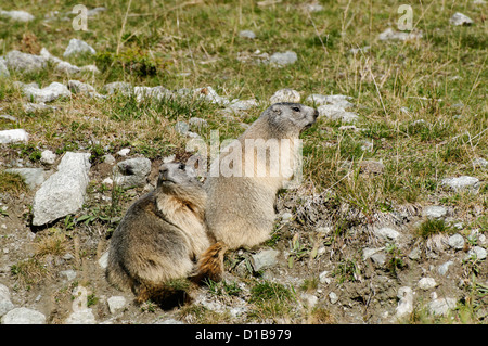 Una Marmotta in un prato nelle alpi svizzere Foto Stock