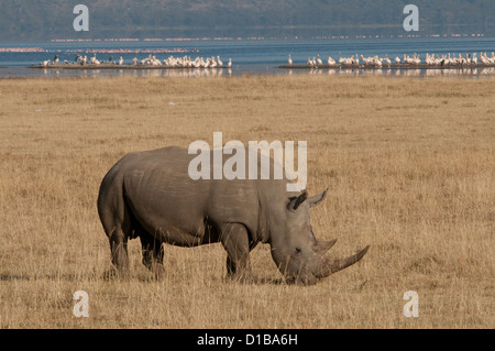 White Rhino pascolare con il lago Nakuru in background Foto Stock