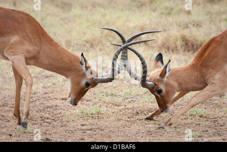 Due maschio impala sparring Foto Stock