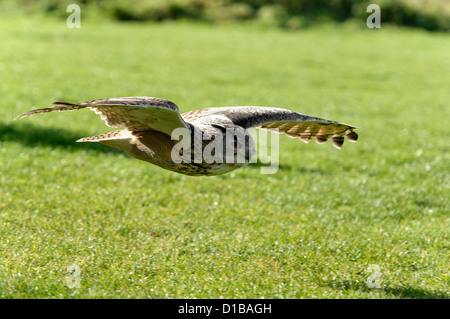 Un captive Gufo reale in volo Foto Stock