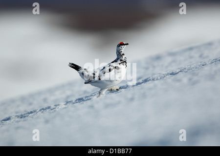 Pernice bianca (Lagopus mutus) maschio in esecuzione su una coperta di neve hillside Foto Stock