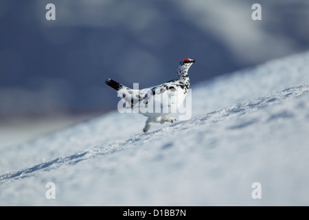 Pernice bianca (Lagopus mutus) maschio in esecuzione su una coperta di neve hillside Foto Stock