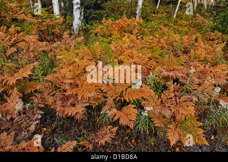 Bracken felci e fiori selvatici nel sottobosco di una betulla woodlot, maggiore Sudbury, Ontario, Canada Foto Stock