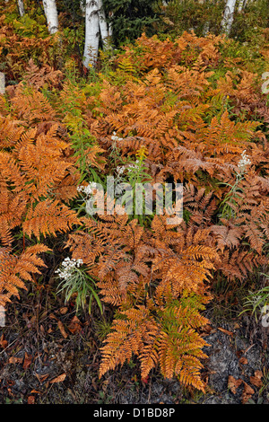 Bracken felci e fiori selvatici nel sottobosco di una betulla woodlot, maggiore Sudbury, Ontario, Canada Foto Stock