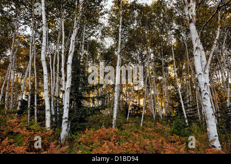 Bracken felci e fiori selvatici nel sottobosco di una betulla woodlot, maggiore Sudbury, Ontario, Canada Foto Stock