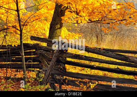 Il Cedar split-rail recinzione e autunno acero, Ontario, Canada Foto Stock
