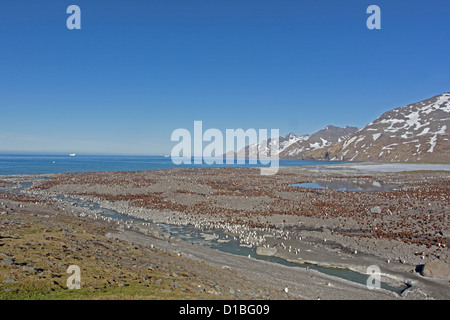 Vista verso il mare domina il re colonia di pinguini nella baia di St Andrews Foto Stock