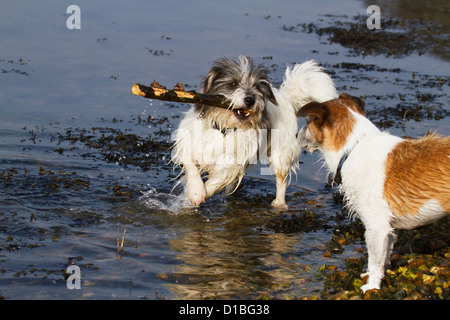 Due Jack Russell Cani giocando con un bastone in acqua Foto Stock