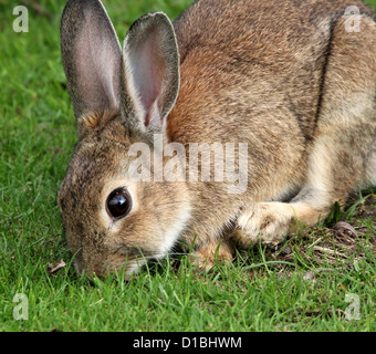 Ritratto Dettagliato di un coniglio selvatico (oryctolagus cuniculus) mangiare erba in un prato Foto Stock