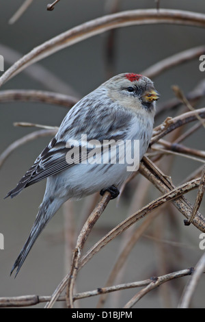 Hornemann's Redpoll artico (Carduelis hornemanni hornemanni) Foto Stock