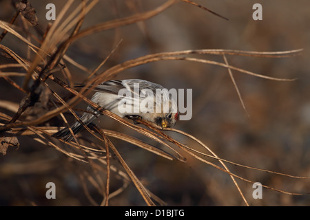 Hornemann's Redpoll artico (Carduelis hornemanni hornemanni) Foto Stock