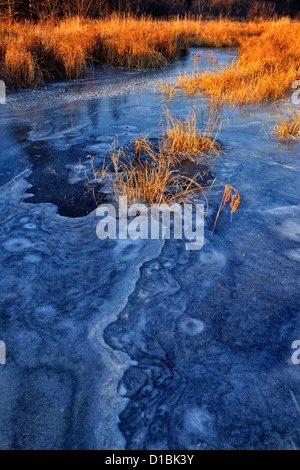 Freschi di ghiaccio su un castoro stagno nel tardo autunno, maggiore Sudbury, Ontario, Canada Foto Stock