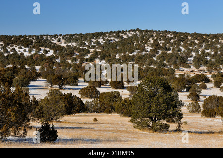 Pino Pinyon e ginepri nel Cibola National Forest con neve fresca, vicino a Magdalena, Nuovo Messico, STATI UNITI D'AMERICA Foto Stock