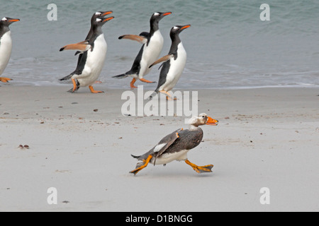 Isole Falkland Flightless vaporizzatore di anatra e pinguini di Gentoo in esecuzione su una spiaggia Foto Stock