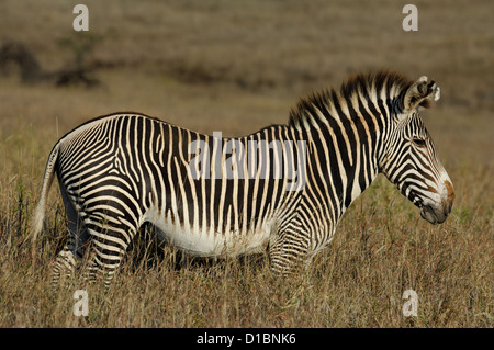 Di Grevy Zebra (Equus grevyi) a Lewa Downs Kenya Africa Foto Stock