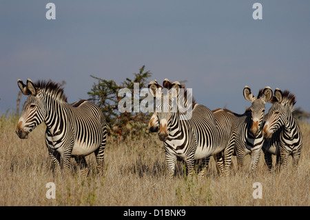 Di Grevy zebre (Equus grevyi) a Lewa Downs Kenya Africa Foto Stock