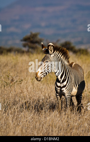 Di Grevy Zebra (Equus grevyi) a Lewa Downs Kenya Africa Foto Stock