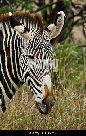 Di Grevy Zebra (Equus grevyi) a Lewa Downs Kenya Africa Foto Stock