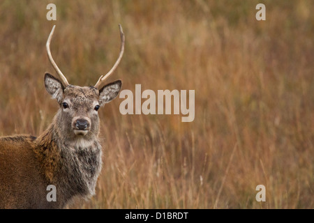 Un rosso giovane Stag Cervo fotografato nelle Highlands Scozzesi. Foto Stock