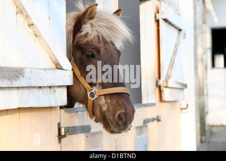 Seeburg, Germania, Islanda cavallo su un allevamento di cavalli in Seeburg Foto Stock