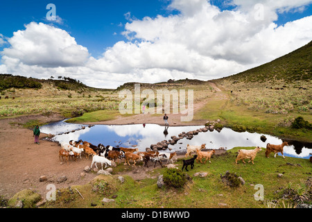 Mandria curato da bambini Oromo vicino Kotera pianura. Africa, Etiopia Foto Stock