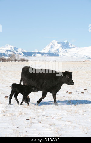 Un Black Angus mucca e vitello a piedi attraverso un campo nevoso, montagne rocciose in background. Foto Stock