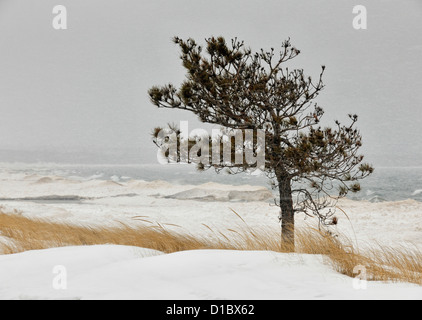 Lone Pine sulla riva del treno Au Bay lungo la costa sud del lago Superior, Au treno, Michigan, Stati Uniti d'America Foto Stock