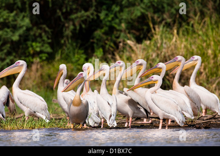 Great White Pelican vicino alla riva del lago Chamo in Nechisar National Park vicino a Arba Minch. Africa, Etiopia Foto Stock